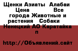 Щенки Азиаты (Алабаи) › Цена ­ 20 000 - Все города Животные и растения » Собаки   . Ненецкий АО,Каратайка п.